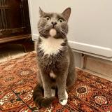 Foto del gato perdido en Saint Nazaire