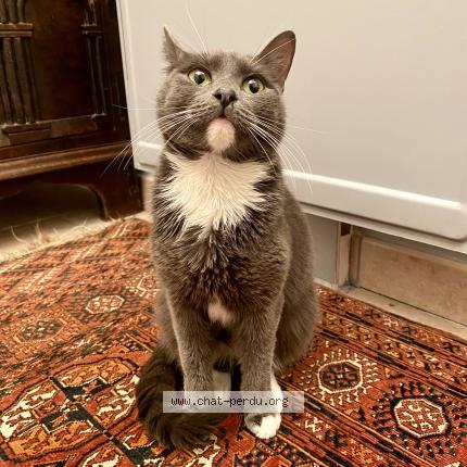 Foto 1/1 Vicky Chat perdido en Saint nazaire