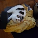 Foto del gato perdido en Braine L Alleud