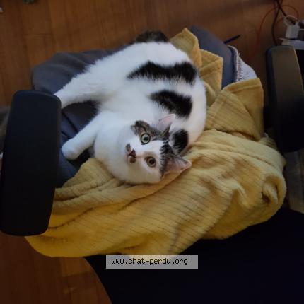 Foto 1/1 Gaspard Chat perdido en Braine l alleud