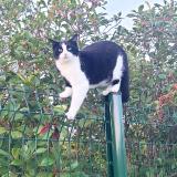 Foto del gato perdido en Lanton