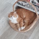 Foto del gato perdido en Pont Pean