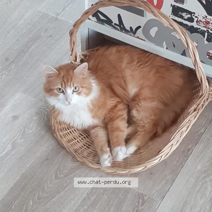 Foto 1/1 GYPQY Chat perdido en Pont pean