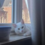 Foto del gato perdido en Neder Over Hembeek