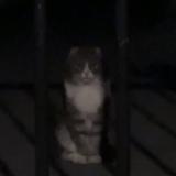 Foto de gato encontrado en Grimbergen