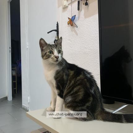 Foto 1/1 Gato encontrado Encontrado en Beziers
