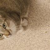 Foto del gato perdido en Rillieux La Pape