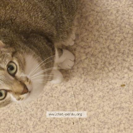 Foto 1/1 Savannah Chat perdido en Rillieux la pape