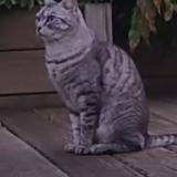 Foto del gato perdido en St Gondon