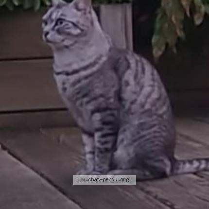 Foto 1/1 Loukoum Chat perdido en St gondon