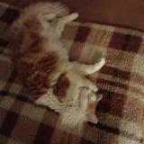 Foto del gato perdido en Le Blanc Mesnil