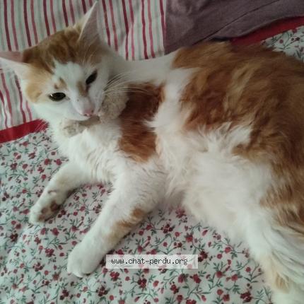 Foto 2/3 Gato encontrado Perdido en Le blanc mesnil