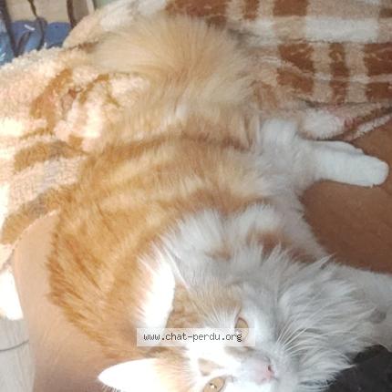 Foto 3/3 Gato encontrado Perdido en Le blanc mesnil