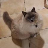 Foto del gato perdido en Bridgewater