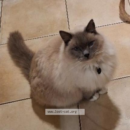 Foto 1/1 Oliver Chat perdido en Bridgewater