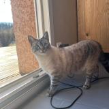 Foto del gato perdido en Saint Maurice Sur Moselle