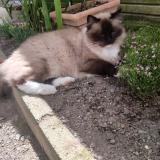 Foto del gato perdido en Chantonnay