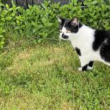 Foto del gato perdido en Bouguenais