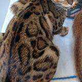 Foto del gato perdido en Bienne