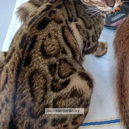 Foto 1/1 Ika Chat perdido en Bienne