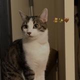 Foto del gato perdido en Rueil Malmaison