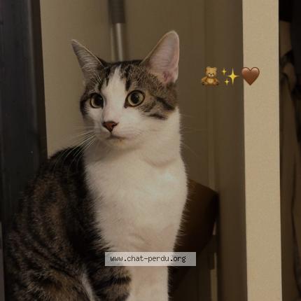 Foto 1/1 Shams Chat perdido en Rueil malmaison