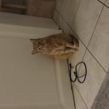 Foto del gato perdido en Biarritz