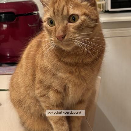 Foto 1/1 Léo Chat perdido en Biarritz