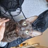 Foto del gato perdido en Grenoble