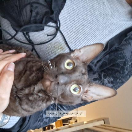 Foto 1/1 Voyou Chat perdido en Grenoble