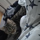 Foto del gato perdido en Metz