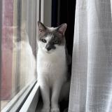 Foto del gato perdido en Mons En Baroeul