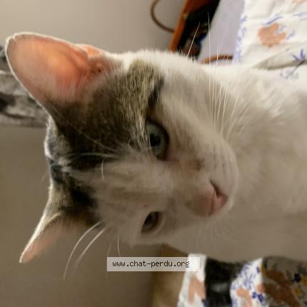 Foto 1/1 Cartouche Chat perdido en Frejus