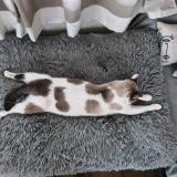 Foto del gato perdido en Watten