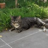 Foto de gato encontrado en Biarritz