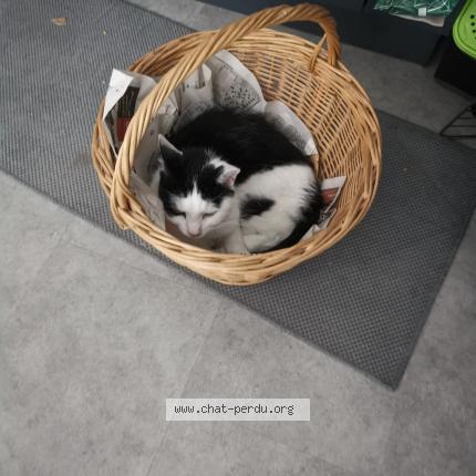 Foto 1/1 Zebulon Chat perdido en Chambray les tours