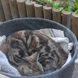 Foto de gato encontrado en Bobigny