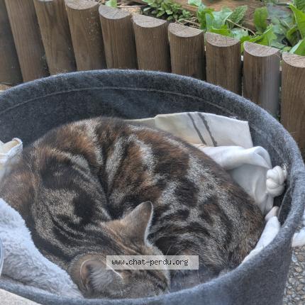Foto 1/1 Gato encontrado Encontrado en Bobigny