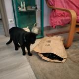 Foto del gato perdido en Chuzelles