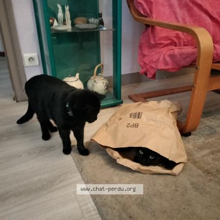 Foto 1/1 Comete Chat perdido en Chuzelles