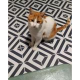 Foto del gato perdido en Nantes