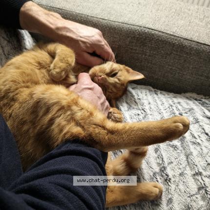 Foto 1/1 Emma Moulin Chat perdido en Selectionner une ville