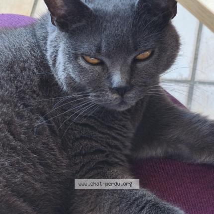 Foto 1/1 Inna Chat perdido en Mimizan