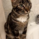 Foto del gato perdido en Toulouse