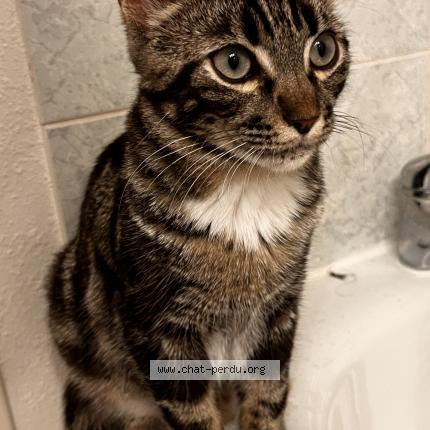 Foto 1/1 Minouche Chat perdido en Toulouse