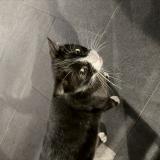 Foto de gato encontrado en Pierrelatte