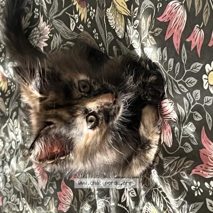 Foto 1/1 Mauricette Chat perdido en Narbonne