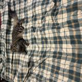 Foto del gato perdido en Varennes Vauzelles