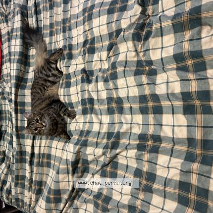 Foto 1/1 Oreo ou moumousse Chat perdido en Varennes vauzelles