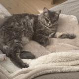 Foto del gato perdido en Maubranche